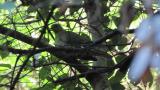 Resting White-bellied Green Pigeon