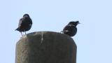 Crested Mynas