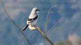 Perched Chinese Grey Shrike