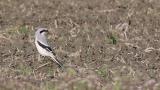 Chinese Grey Shrike on the ground