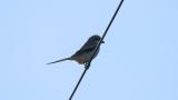 Chinese Grey Shrike perched on a wire