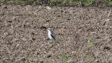 Chinese Grey Shrike on the ground