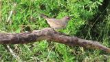 Bluethroat