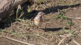 Bluethroat on the ground