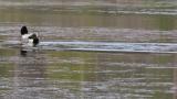 Falcated Duck, bathing and foraging