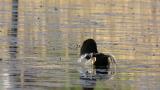 Falcated Duck, preening
