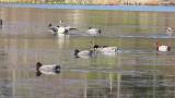 Foraging Falcated Ducks