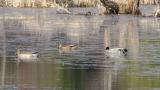 Foraging Falcated Ducks