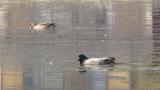 Foraging Falcated Ducks