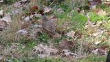 Foraging Naumann's Thrush