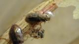 セスジガムシ成虫の摂食行動
