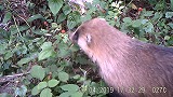 クサイチゴの果実を食べるアナグマ