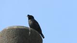 Perched Crested Myna