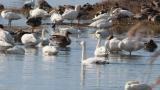 Tundra Swans and Taiga Bean Geese