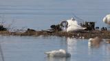 Preening Tundra Swan