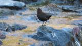 Brown Dipper