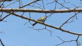 Unusual vocalization of a Japanese Bush Warbler