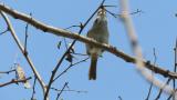 Song of a Japanese Bush Warbler