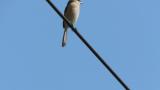 Subsong of Bull-headed Shrike
