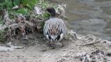 Suspected Eurasian Wigeon x Northern Pintail Hybrid