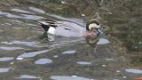 Suspected Eurasian Wigeon x Northern Pintail Hybrid