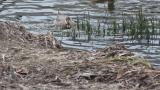 Suspected Eurasian Wigeon x Northern Pintail Hybrid