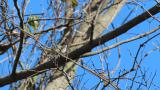Foraging Lesser Whitethroat