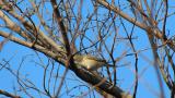 Foraging Lesser Whitethroat