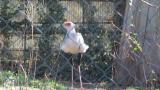 Secretarybird picking up food from the ground