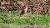 Foraging Mistle Thrush
