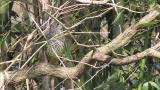 Mistle Thrush resting in bush