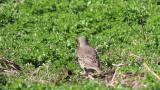 Foraging Mistle Thrush