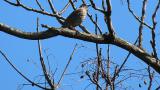 Mistle Thrush on a branch