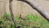 Foraging Eurasian Hoopoe