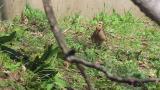 Foraging Eurasian Hoopoe