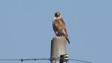 Eastern Buzzard perched on a pole