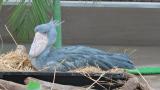 Sitting Shoebill