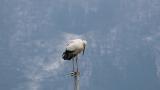 Oriental Stork resting on a pole