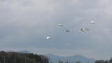 Flying Tundra Swans