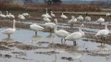 Tundra Swans resting on a paddy field
