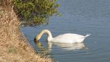 Foraging Mute Swan