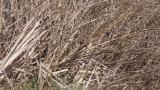 Foraging Chestnut-eared Bunting