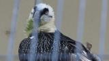 Bearded Vulture