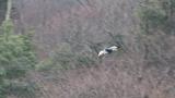 Steller's Sea Eagle flew back and perched.