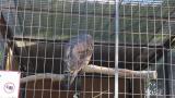 Crested Honey Buzzard in Himeji City Zoo, preening