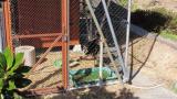 Juvenile Secretarybird moving in cage