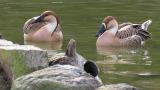 Swan Geese, preening and feeding