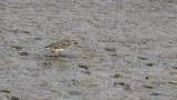 Foraging Buff-bellied Pipit