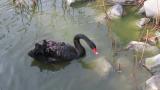 Foraging Black Swan