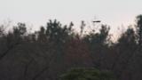 Peregrine Falcon in flight